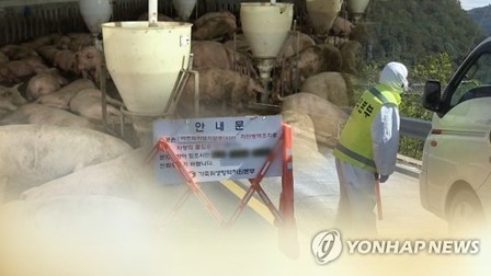 산천어축제 어쩌나…화천군, ASF 잇단 발생에 개최 고민