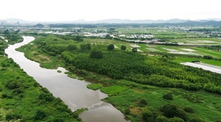 영산강변 '담양 태목리 대나무 군락' 천연기념물 지정