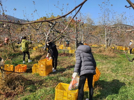 거창군, 거창 사과 미래소비자 사과투어 프로그램 운영