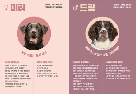 "마약탐지견 '견생 2막' 함께하실 분?"…관세청, 13마리 분양