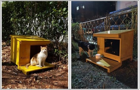 서울 서초구, 길고양이 급식소로 민원해결·동물보호