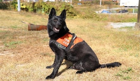 8년간 산악 누비며 인명 구조…10살 구조견 '그링고' 은퇴