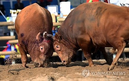 정읍 소싸움대회 내년 개최도 불투명…예산 미편성