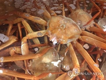 12월 한 달간 온라인으로 영덕 대게축제 개최