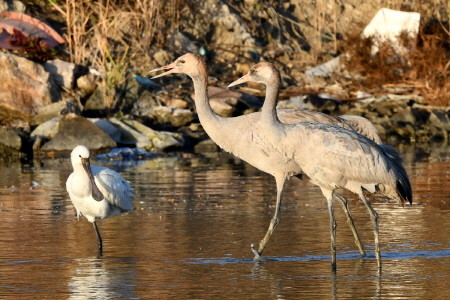 멸종위기 조류 검은목두루미, 1004섬 신안 찾아