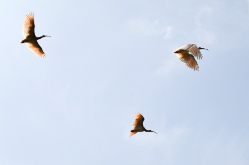 창녕군, '따오기' 야생으로 돌려보내