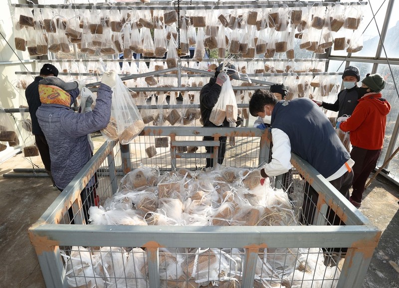 [픽! 강진] '메주 시집가는 날'…발효 마친 메주 손질