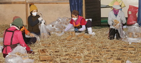 강진군, 메주 시집가는 날