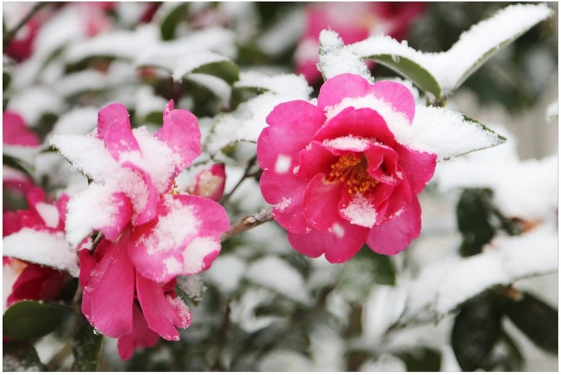 눈 속에 핀 2천4만송이 겨울꽃, 애기동백 장관