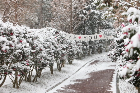 신안군, 천사분재공원 눈 속에 핀 2004만 송이 섬 겨울꽃
