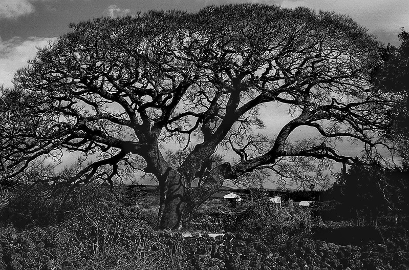 마을지킴이 폭낭으로 본 제주의 어제와 오늘