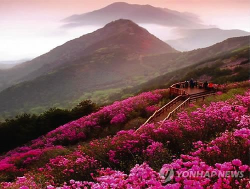 '아기 진달래' 피는 창원 천주산에 숲속 길 생겼다