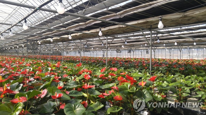 코로나19에 얼어붙은 화훼시장…이달엔 꽃거래량 '반토막'