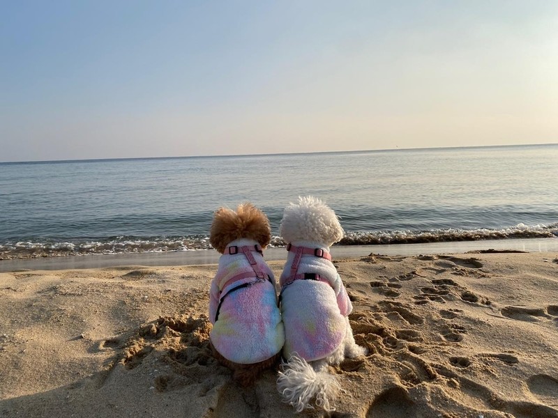 거리두기에 견공도 '답답'…반려동물 동반 숙소 인기