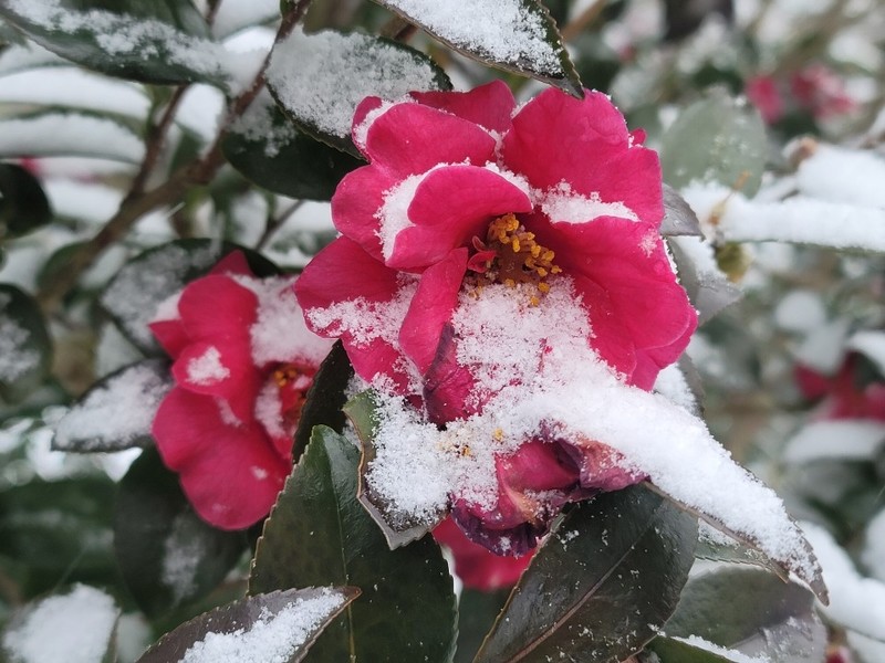 [픽! 신안] 눈 덮인 애기동백꽃길…"설국이 따로 없네"