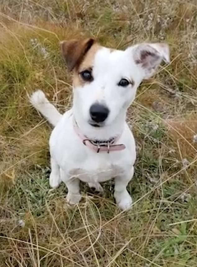늑대한테서 10살 주인 구하고 숨진 러시아 반려견