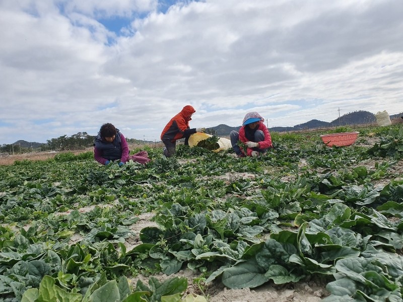 신안 시금치 '섬초' 지금이 제철…"당도 높고 영양 만점"