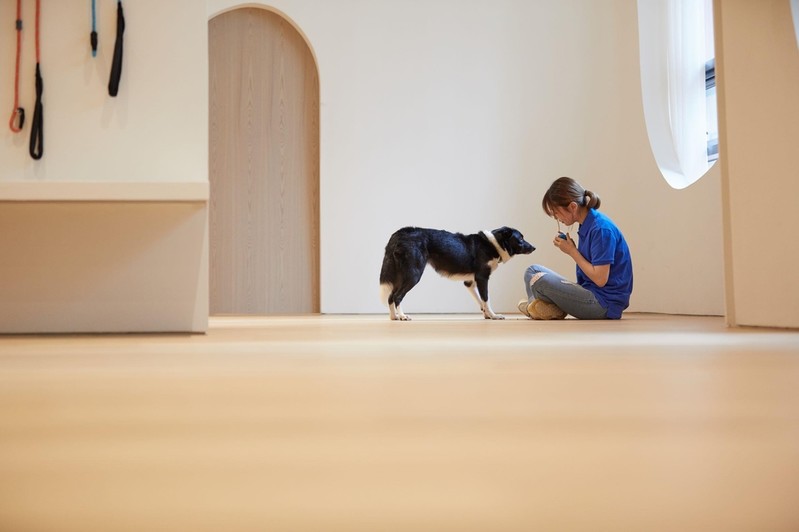 소노호텔&리조트, 반려동물 클래스 확대 운영