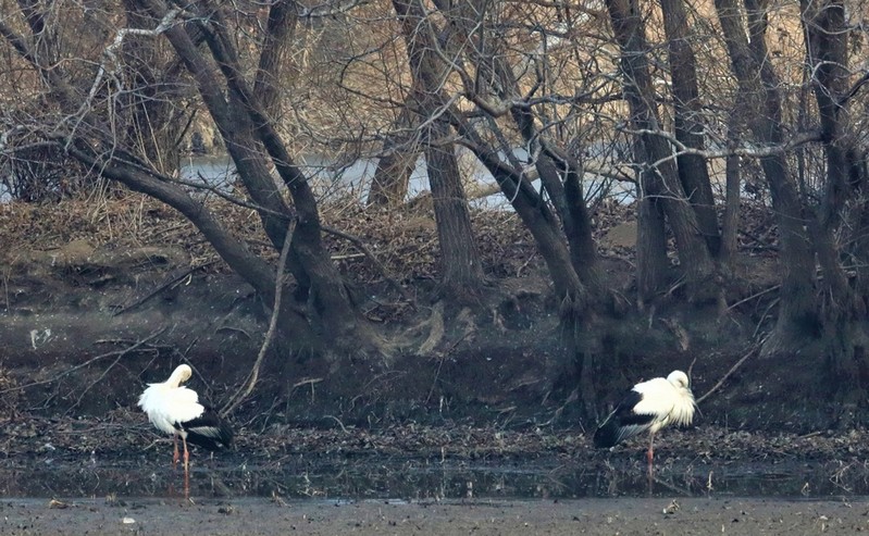 창원 주남저수지서 국제 보호종 '황새' 한 쌍 발견