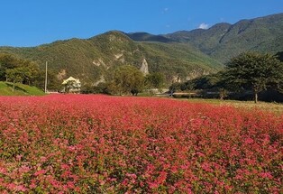 영월 동강 변 붉은 메밀밭 더 화려해진다