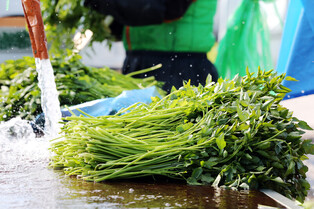 [Hallyupedia] Minari(미나리)
