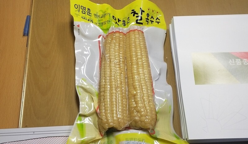 파주시, 당도 높고 칼로리 낮은 찰옥수수 관광상품 육성