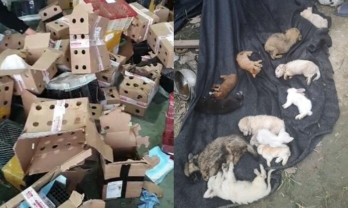 '반려동물 택배상자 판매'…중국서 잔인한 밀거래 논란