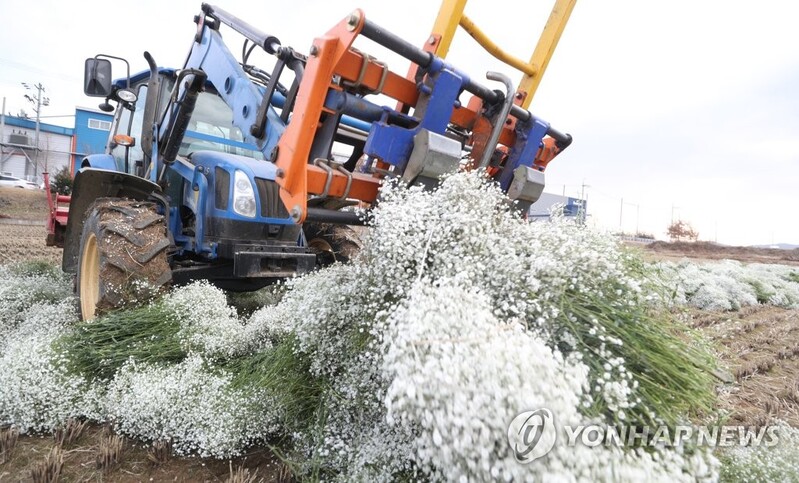 코로나19에 졸업·입학식 실종…안개꽃 논바닥에서 갈아엎었다