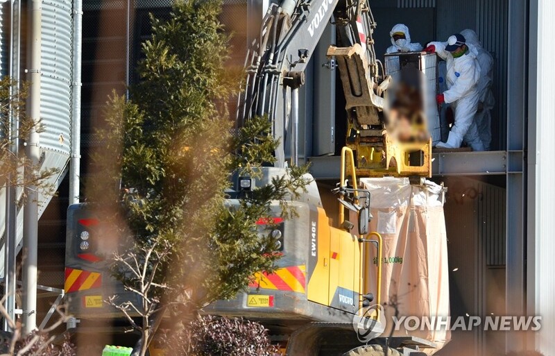 S. Korea investigating new suspected case of bird flu, caseload now at 82