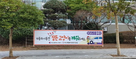 부산 북구, 길고양이도 운전자도 안전한 '모닝노크 캠페인' 추진