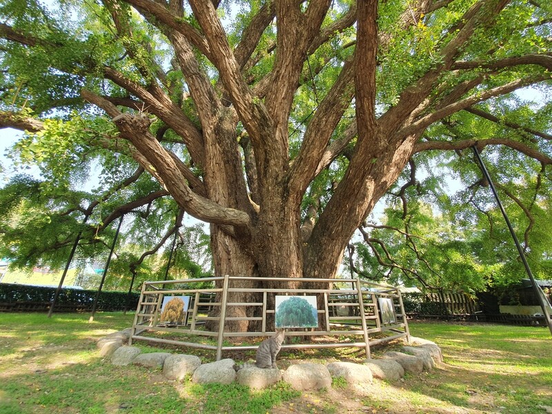 수령 800년 추정 인천 장수동 은행나무 천연기념물 됐다