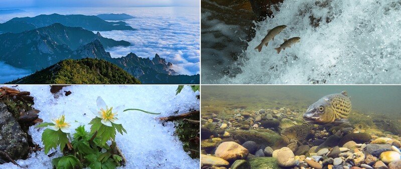 백두대간·을숙도…실감 파노라마로 감상하는 한반도 자연유산