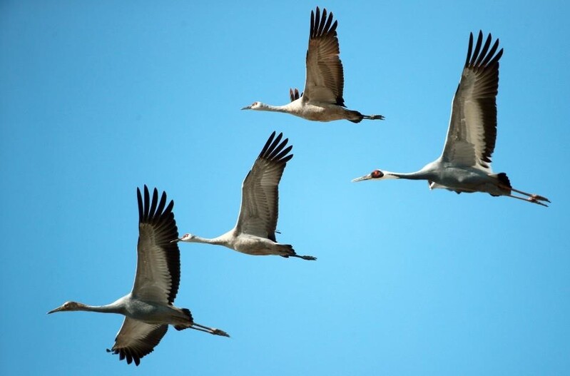 [픽! 창원] 주남저수지서 검은목두루미 포함 희귀종 잇따라 관찰