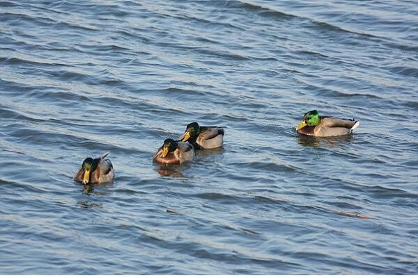 부산 낙동강 하구 가장 많은 새는 청둥오리·큰기러기