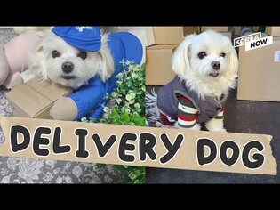 How did an abandoned Maltese become an honorary delivery dog?
