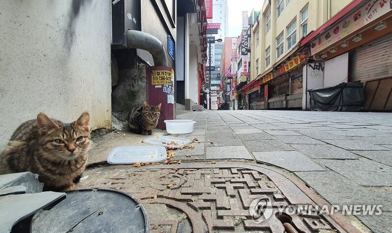 고양이 코로나 양성…서울서 첫 반려동물 확진