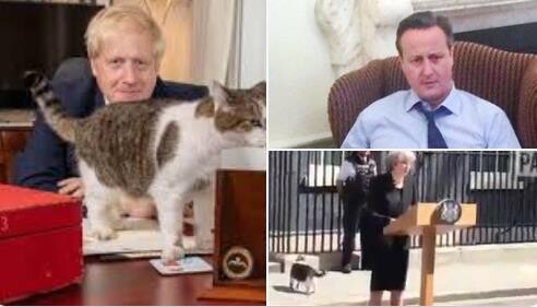 길고양이 출신 영국 총리관저 '쥐잡이 책임자 래리' 10주년