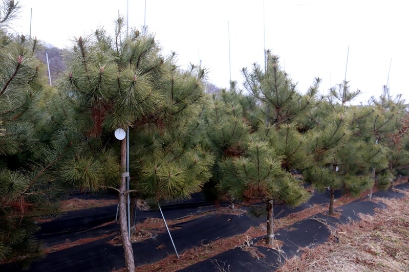 "정이품송 아들나무 갖고 싶어요"…분양 경쟁률 2.2대 1