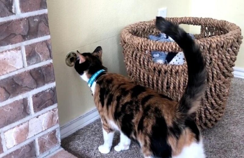 입양된 길냥이의 보은…가스 누출 위험에서 가족 구해