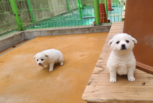 하동군, '유실·유기 방지' 반려동물 지원사업 추진