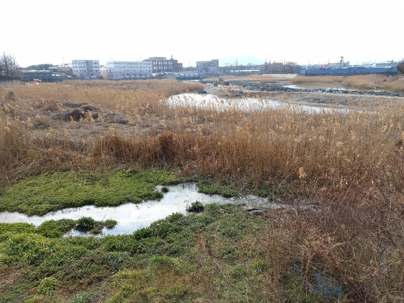 천연기념물 서식 목포 입암천 유수지에 구조물 공사 논란