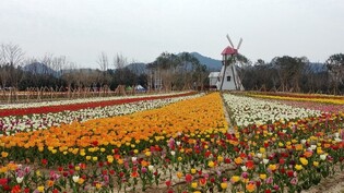 A million tulips removed from the meadows once again amid the pandemic