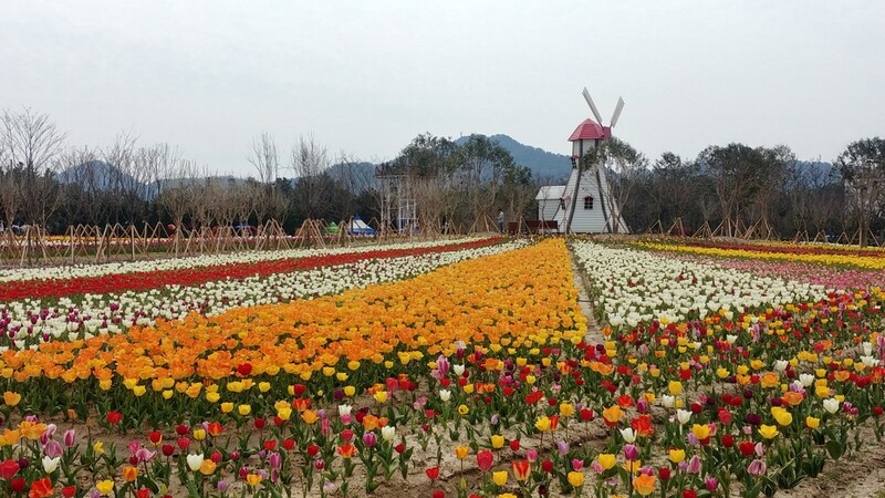 100만송이 튤립 올해도 '싹둑'…신안군 축제취소에 상춘객 차단