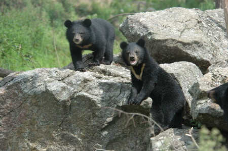 구례군, 90억 원 규모 반달가슴곰 생츄어리 공모사업 확정