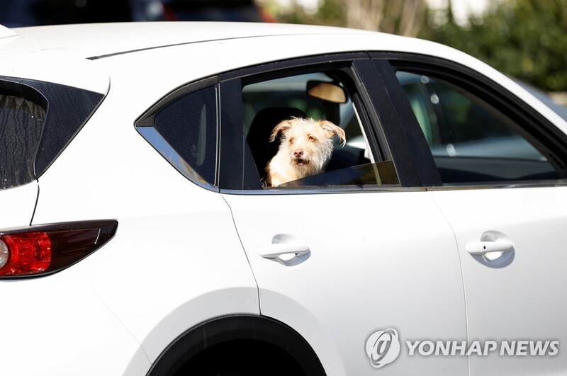 레이디 가가도 당한 '반려견 납치' 막으려면…"SNS 사진 주의"