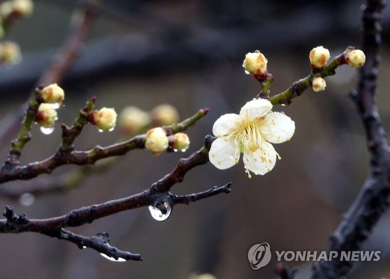 봄비에 젖은 3·1절 연휴 마지막 날…전국 관광지 등 한산