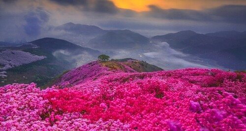 여수시 영취산 진달래축제 취소 "방문 자제해달라"