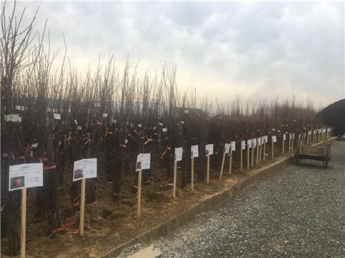 인천광역시, 관내 산림조합 나무 시장 개장