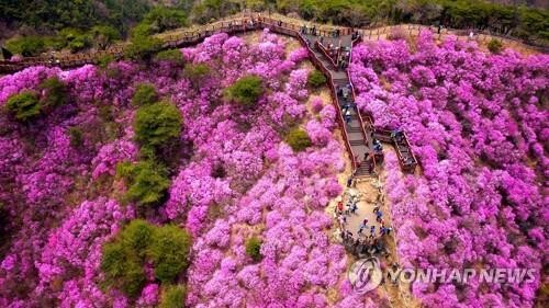 [인천 강화소식] 고려산 진달래 축제 코로나19 장기화로 취소