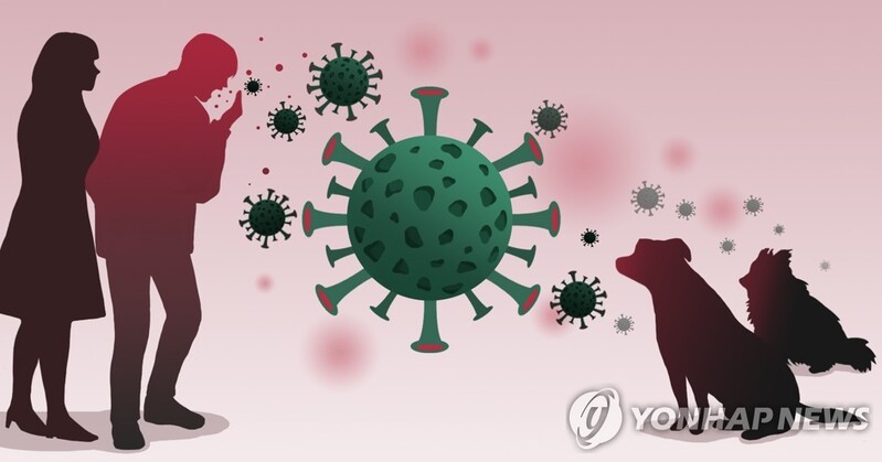 코로나19 감염 광주 고양이 2주간 자가격리…가족이 관리